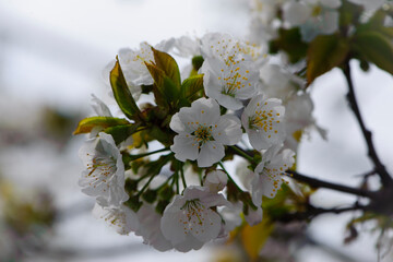 Prunus avium. White oriental cherry. white spring flowers on the tree, in the garden. cherry blossoms. delicate flowers on a branch. natural background. idea of the spring awakening. close-up