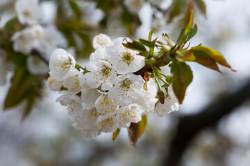 Prunus avium. White oriental cherry. white spring flowers on the tree, in the garden. cherry blossoms. delicate flowers on a branch. natural background. idea of the spring awakening. close-up. focus
