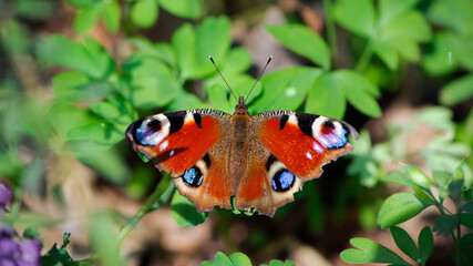 Inachis io. butterfly on green leaves. colorful wings. big beautiful insect. butterfly isolated on green background. top view, in spring or summer. close-up. macro nature