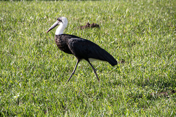 Woolly Necked Stork Looking for Insects in Rich Green Grass