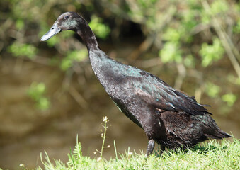 Black Indian Runner  duck in its natural habitat