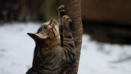 a tabby cat sharpens its claws on a slender, young tree. gray tabby cat with yellow eyes, close-up....