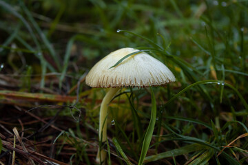 mushroom in the wet grass _