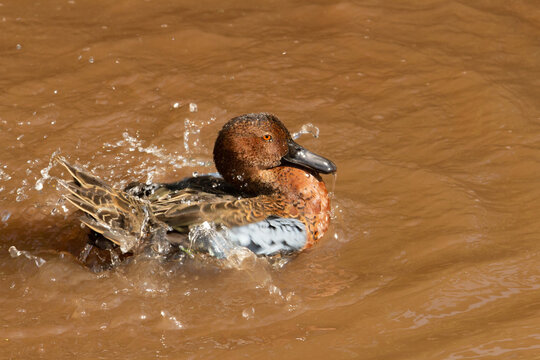 Redhead duck (Aythya Americana) an adult red head duck bathing in pale brown water