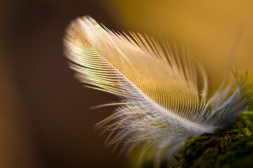 feather of a bird lies on green moss. A white feather lies in the forest on the ground, with natural forest vegetation. close-up, multicolored feather isolated on blurred natural background.