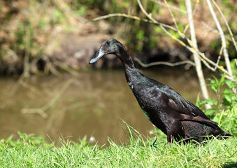  Black Indian Runner  duck in its natural habitat
