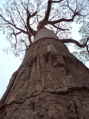 Baobab trees looking up from below at the avenue of the baobabs in Madagascar