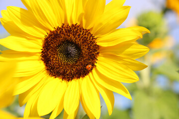 Obraz premium Sonnenblume (Helianthus annuus).