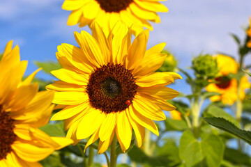 Obraz premium Sonnenblume (Helianthus annuus).