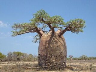 [Madagascar] Large baobab tree Fony with lots of leaves in morombe