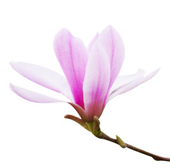 Macro photo blooming magnolia on white isolated background