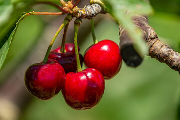 cherries on a branch