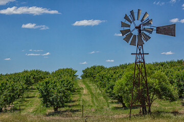 windmill in the cherry orchard