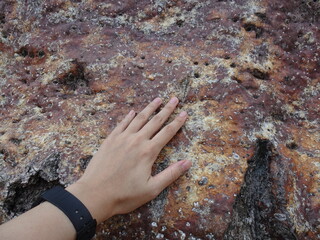 [Madagascar] Japanese woman's hand touching the trunk of a baobab tree in Andonbiry village