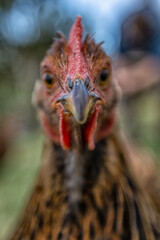 close up of a chicken