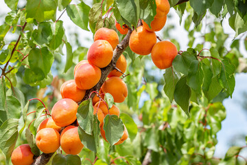 apricots on a tree