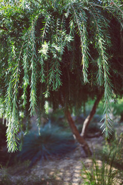 native Australian callistemon viminalis (weeping bottlebrush) tree outdoor in sunny backyard