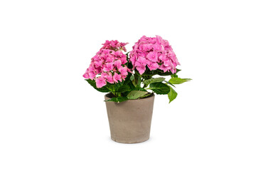 Pink Hydrangea in pot isolated on white.