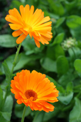 公園に咲くカレンデュラ