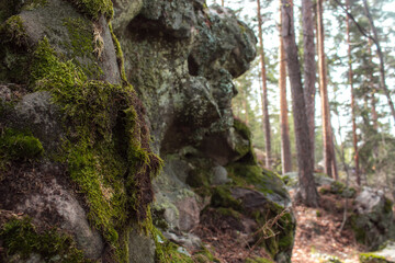Beautiful view of huge pine trees in a forest with moss covered boulders. Rachaiskiy Alps, Samara