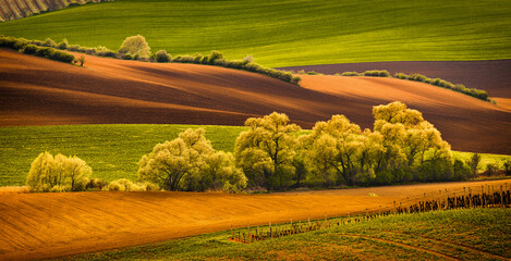 Landscape, field, tree