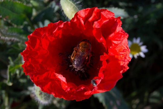 Amapola con abejorro