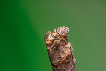 Araña saltarina caza moscas