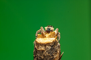 Araña saltarina caza moscas