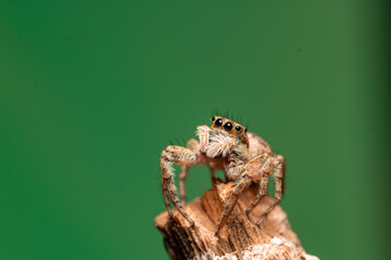 Araña saltarina caza moscas