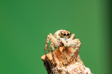 Araña saltarina caza moscas