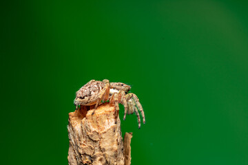 Araña saltarina caza moscas