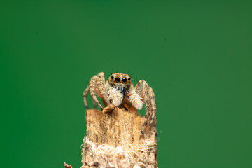 Araña saltarina caza moscas