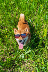 Top view of happy shiba inu dog wearing sunglasses. Red-haired Japanese dog smile portrait.