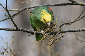 Yellow-headed Amazon (Amazona oratrix), Rosenstein Park, Stuttgart, Baden-Wuerttemberg,Germany