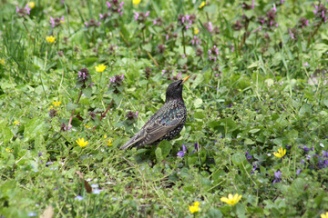 side view of starling bird on green grass back