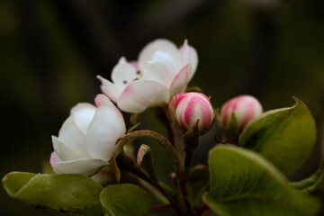 pink and white flower