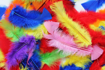 Colorful decorative feathers, bird feathers for handmade, indy colors, bright background with birds