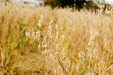 The ears of the oats in the field. Autumn grain harvest selective focus. Vegetable background