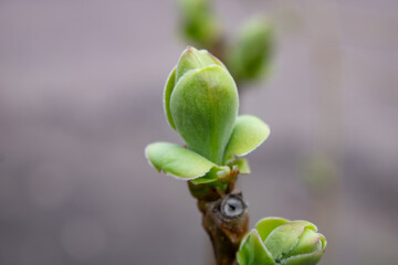 A branch of a lilac bush with two unopened green buds in early spring. Close-up. Spring in the garden, trees wake up from hibernation. 3d illustration.