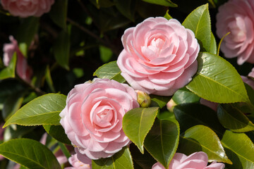 京都ぶらぶら、乙女椿満開