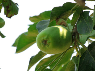 green apples on a tree, apples growing on the tree, raw apples, and apple leaves. fruits on the tree.