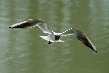 Black-headed gull (Chroicocephalus ridibundus) in flight over pond