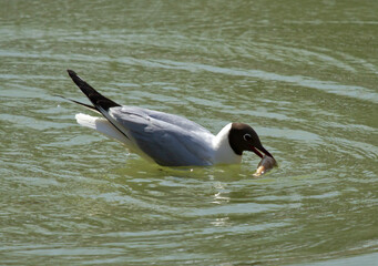 Black-headed gull (Chroicocephalus ridibundus) with fish in pond