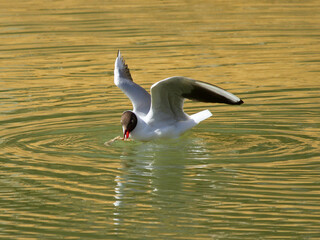 Black-headed gull (Chroicocephalus ridibundus) with fish in pond