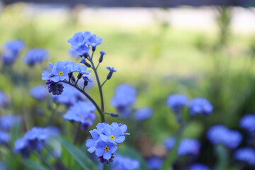 forget-me-not
