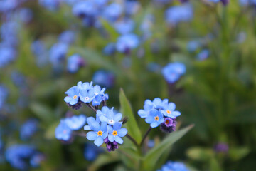 forget-me-not