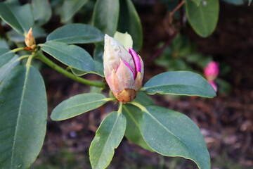 pink rhododendron bud