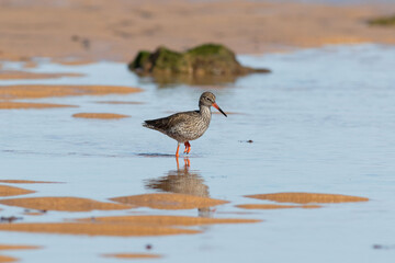 A common redshank seeks food on the sand of the beach
