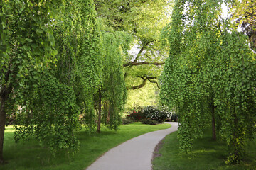 Obraz premium Styphnolobium