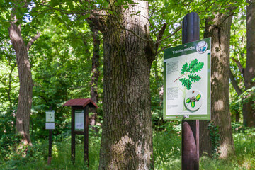 die Lauenburg im Harz bei Stecklenberg